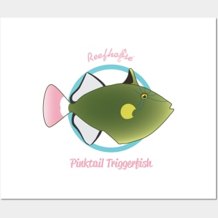 Pinktail Triggerfish Posters and Art